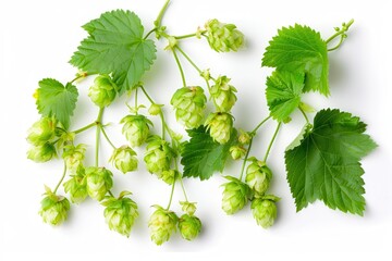 Hop Leaves and Hops: Green Plant for Beer Brewery in Nature with Isolated Background