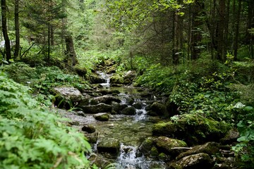 waterfall in the forest