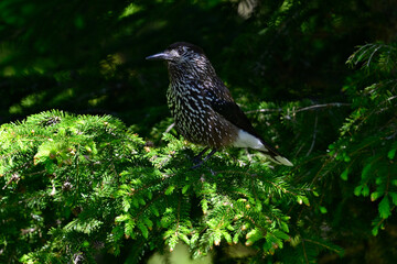 Tannenhäher // Spotted nutcracker (Nucifraga caryocatactes)