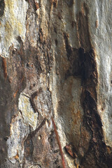 Eucalyptus tree bark texture, Bark of eucalyptus tree, seamless texture, a eucalyptus tree bark texture background image
