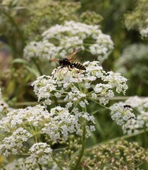 Polistes dominula insect and white flowers of SIUM Latifolium plant