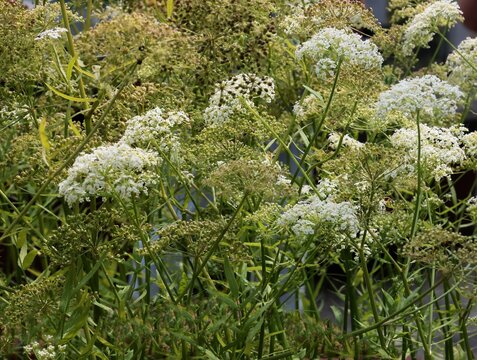 SIUM Latifolium plant -Umbelliferae Family blooming close up