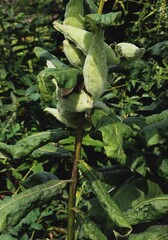 Fototapeta premium asclepias syriaca,common milkweed plant with seed vessels and dead brown flowers