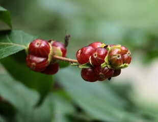 red berries of LONICERA VESICARIA shrub - Capfifoliaceae family in park