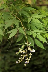 Vitex Negundo bush blossoming in park close up