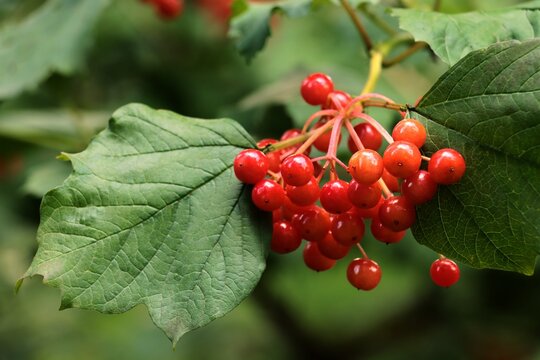 corymb red berries of Viburnum opulus close up
