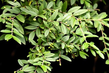 Privet bush - Ligustrum vulgaris bush in a garden in summer