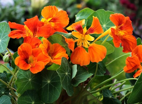 orange flowers of nasturtium plant in summer