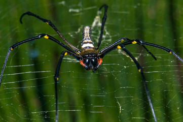 Nephila pilipes on a web. Macro photo of a spider