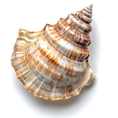 Obraz premium Seashells white background, the animals that have a hard shell as a shield to help them survive safely