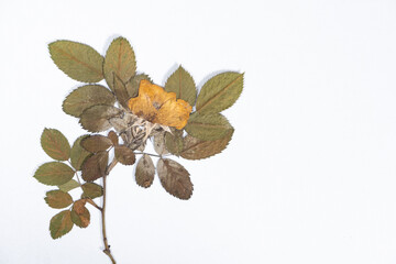 Mold on herbarium on dried tea rose plant due to improper storage.