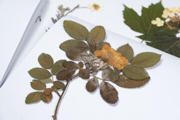 Mold on herbarium on dried tea rose plant due to improper storage.