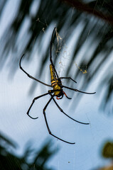 Nephila pilipes on a web. Macro photo of a spider