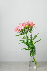 Flowers bouquet pink alstroemeria, Lily of the Incas, in vase on isolated white background