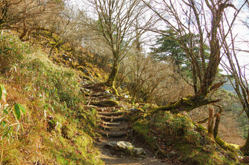 秋の登山道	