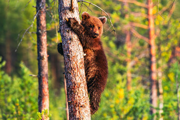 brown bear cub © Artem