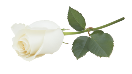 white rose flower isolated on white background