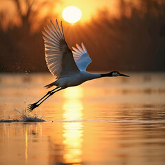 Red-Crowned Crane Taking Flight at Sunset Over Water