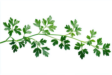 parsley branch isolated on 100% white background