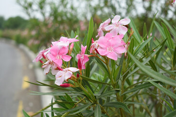 Nerium oleander in bloom, Pink siplicity bunch of flowers and green leaves on branches, Nerium...