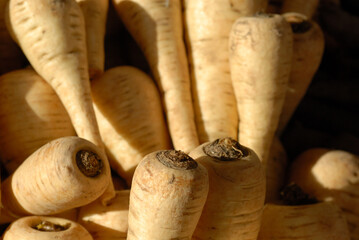 Pile of parsnips