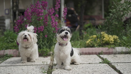 Beautiful Shih Tzu Terrier and Shih Tzu Maltese in the Frame