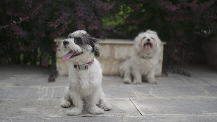 Adorable Shih Tzu Terrier and Shih Tzu Maltese Dogs