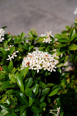Ixora flower in the morning. White Ixora texture with natural light. A beautiful flower for a greeting card. The concept of white flowers in the garden of the tropical plant. Close-up Ixora texture.