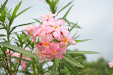 Nerium oleander in bloom, Pink siplicity bunch of flowers and green leaves on branches, Nerium...