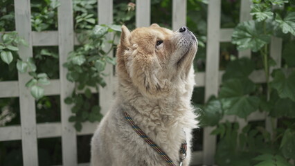 Chow Chow Dog Sitting in the Park