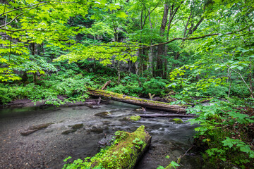Obraz premium Calm River Flowing Through Moss-Covered Rocks in Lush Forest