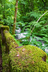 Mossy Railing Overlooking a Cascading Stream, Oirase River, Aomori, Japan
