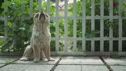 Chow Chow Sitting on the Ground in the Park