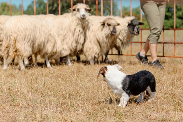 Herding Dog Guiding Sheep in Pasture