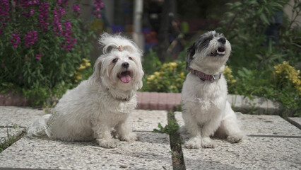Cute Shih Tzu Terrier and Shih Tzu Maltese Together