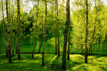 Grove of birches with young green leaves at sunset or sunrise in spring or summer.