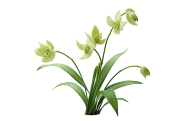 Delicate Green Orchids Blooming Gracefully in a Bright, Sunlit Room During Springtime on White or PNG Transparent Background.