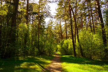 Fototapeta premium Sunbeams streaming through the pine trees and illuminating the young green foliage on the bushes in the pine forest in spring.