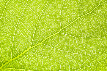 Macro shot of a leaf. Foliage nature background.