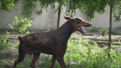 Doberman Dog Resting in Garden