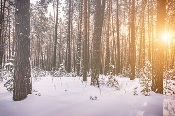 Sunset or sunrise in the winter pine forest covered with a snow. Sunbeams shining through the pine trunks. Vintage film aesthetic.