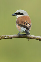 Male Red-backed Shrike on its breeding territory at its hunting perch in a forest of oaks and thorn bushes with the first light of sunrise