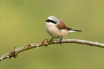 Male Red-backed Shrike on its breeding territory at its hunting perch in a forest of oaks and thorn bushes with the first light of sunrise