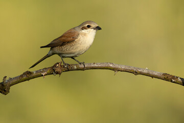 Female Red-backed Shrike on her breeding territory in an Atlantic forest with hawthorn bushes, oaks and beeches at first light