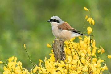 Male Red-backed Shrike on its breeding territory at its hunting perch in a forest of oaks and thorn bushes with the first light of sunrise