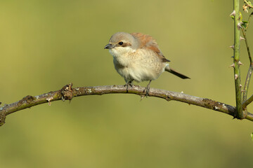 Female Red-backed Shrike on her breeding territory in an Atlantic forest with hawthorn bushes, oaks and beeches at first light