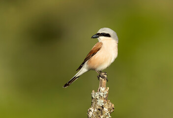 male Red-backed shrike on its nesting territory in a forest of oak and thorn bushes at the first light of a spring day