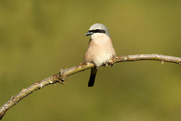 male Red-backed shrike on its nesting territory in a forest of oak and thorn bushes at the first light of a spring day