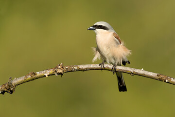 Male Red-backed Shrike on its breeding territory at its hunting perch in a forest of oaks and thorn bushes with the first light of sunrise