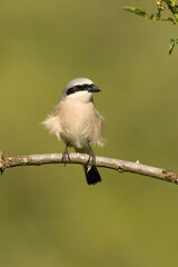 Male Red-backed Shrike on its breeding territory at its hunting perch in a forest of oaks and thorn bushes with the first light of sunrise